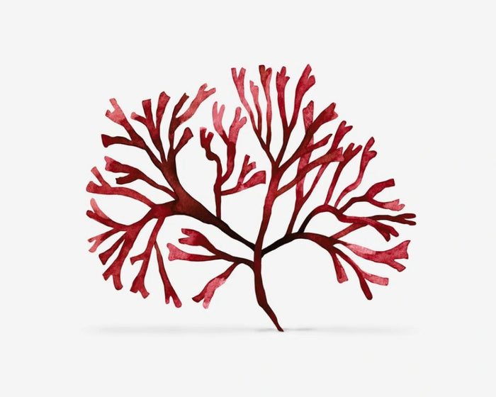 Extrakt z Chondrus Crispus